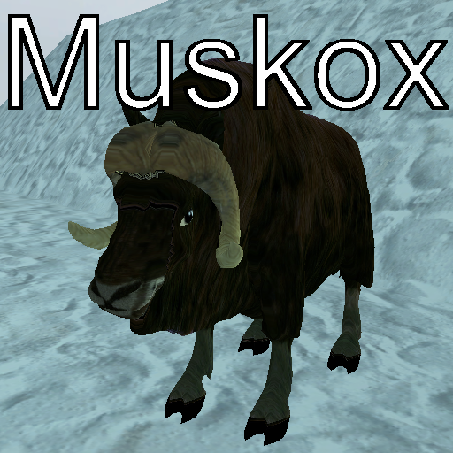 Muskox