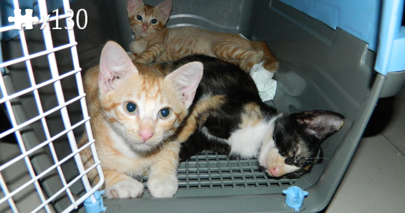 Cage Kittens