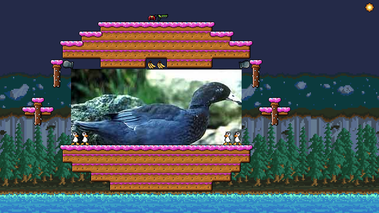 Blue Duck