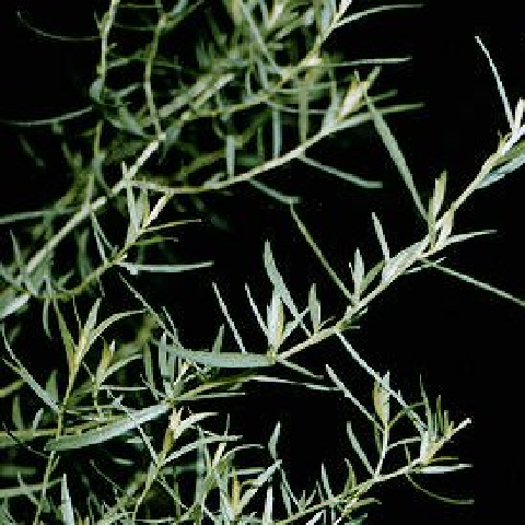 Tarragon To Estragon – tModLoader Mod