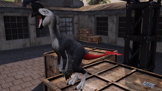 Red Tailed Oviraptor/African Gray Oviraptor