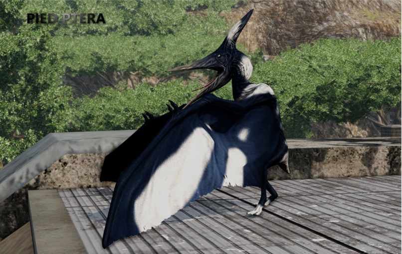 Pied Pteranodon