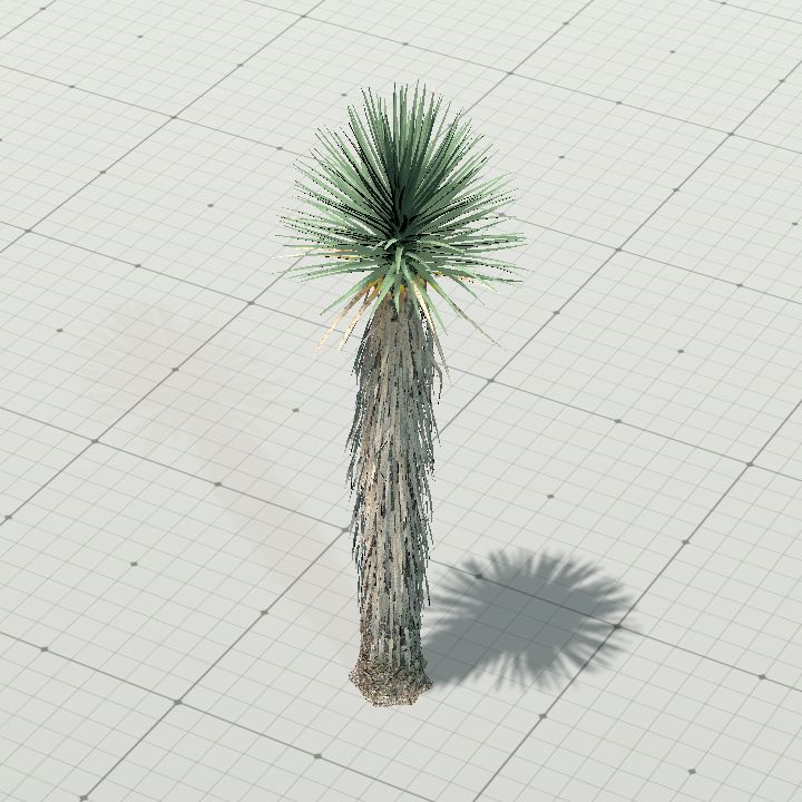 joshua_tree_1