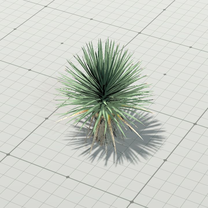 joshua_tree_3