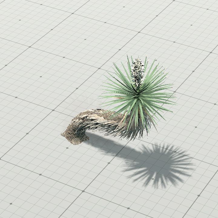 joshua_tree_4
