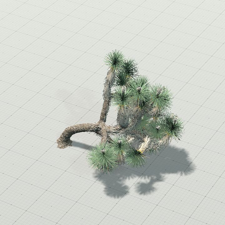 joshua_tree_5