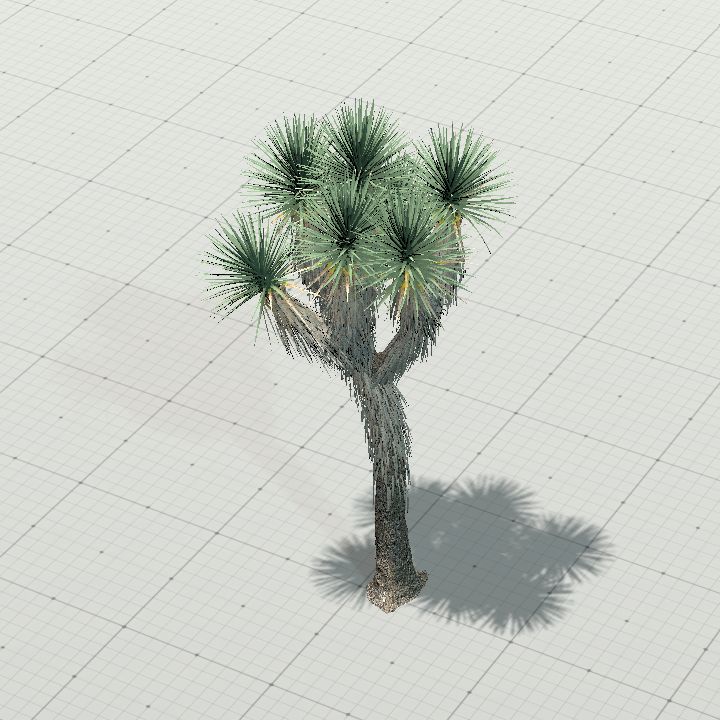 joshua_tree_6
