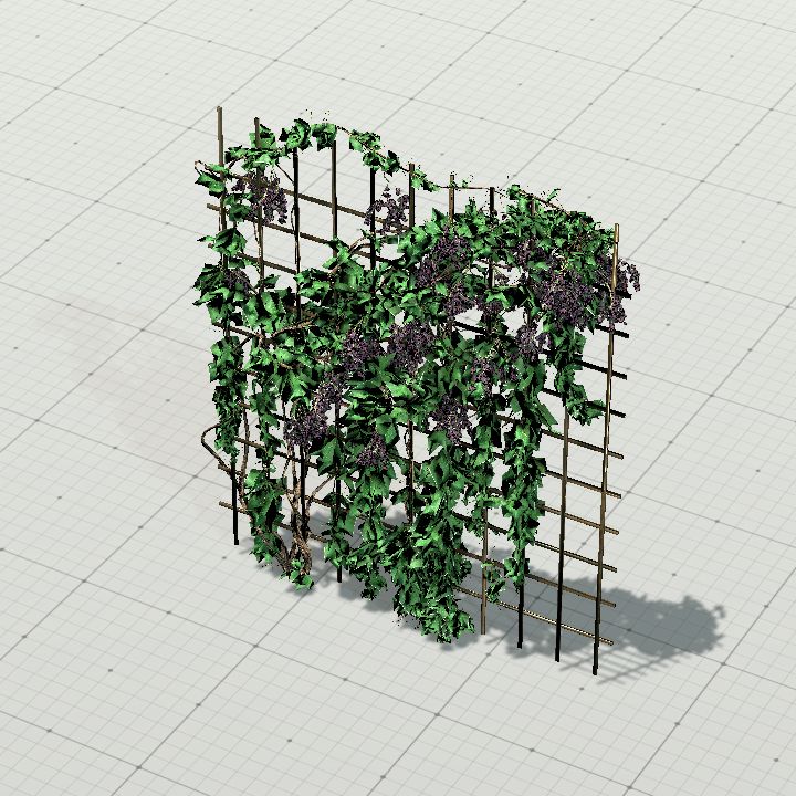 Grapevine