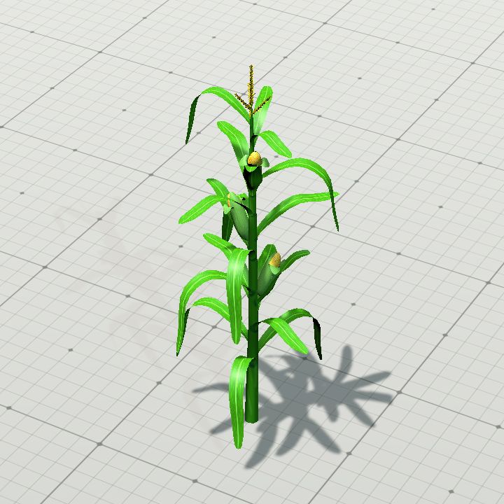Cornstalk