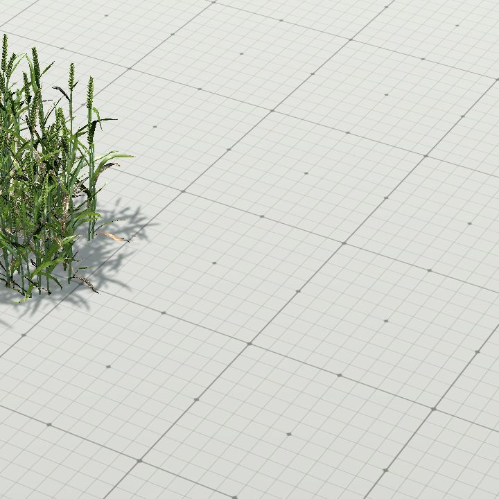 Wheat green