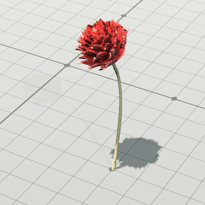 Dried flowerhead