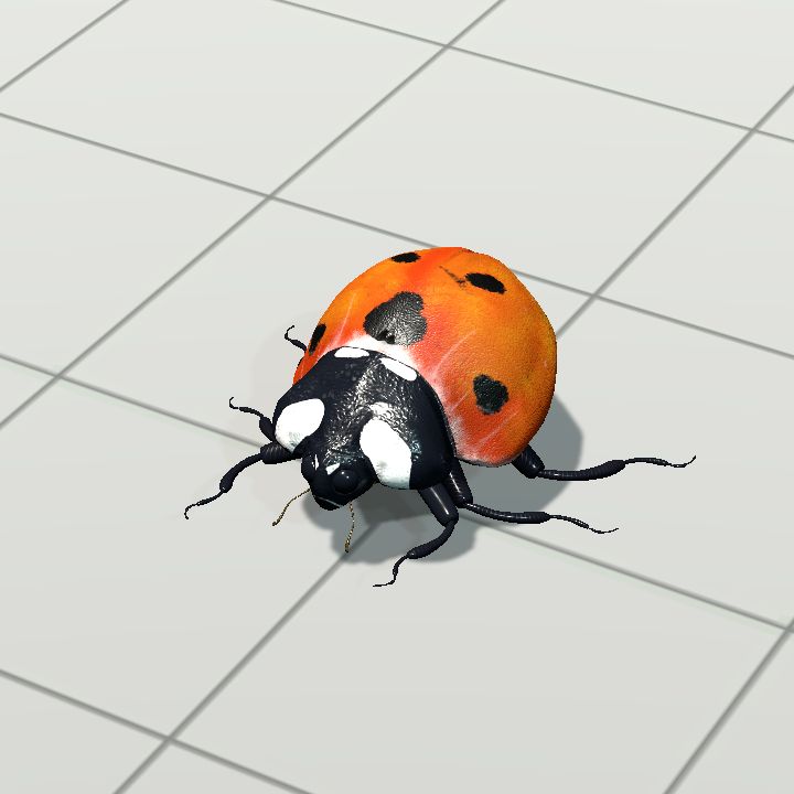 Ladybird Ladybug