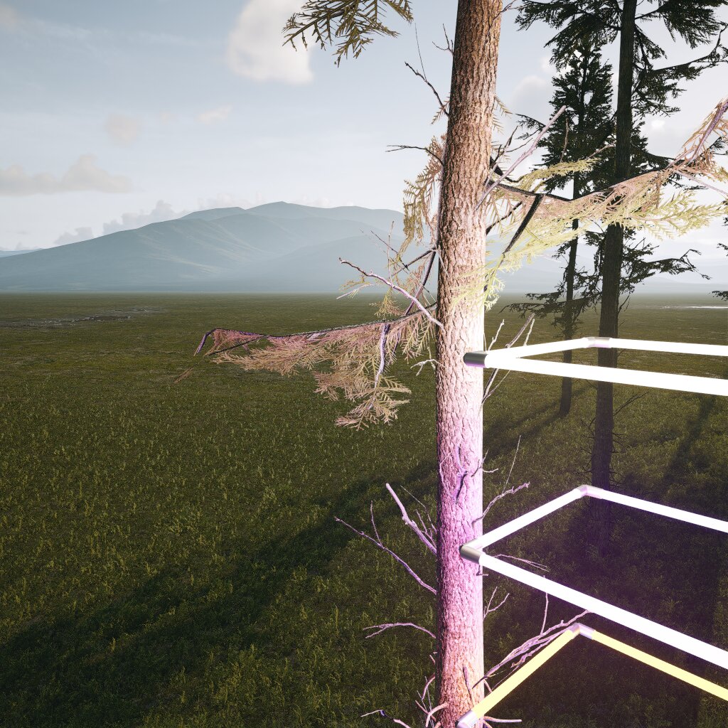 forest preview