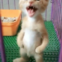 Sponge X cat