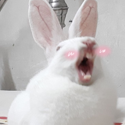 Bun-Bun