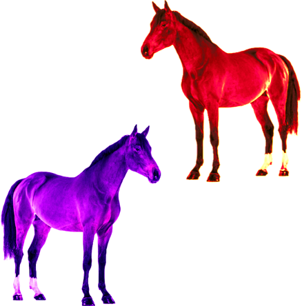 Evil Horses