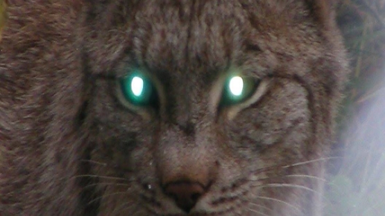 Reflection Gel Time Test