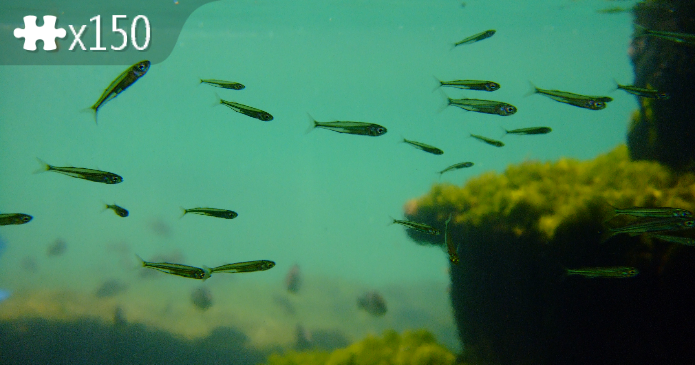 Fishs in a pond
