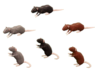 Rat Pack