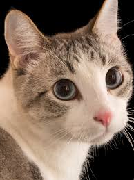 cat sounds (fixed)