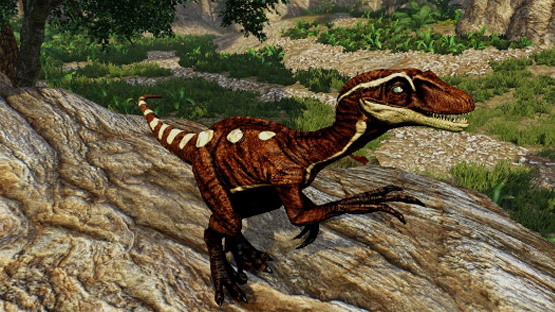 Northern Novaraptor