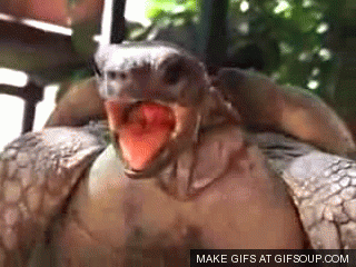 Steam Community :: :: Turtle Porn
