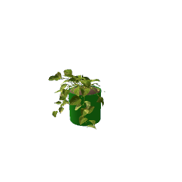 money plant 4 preview