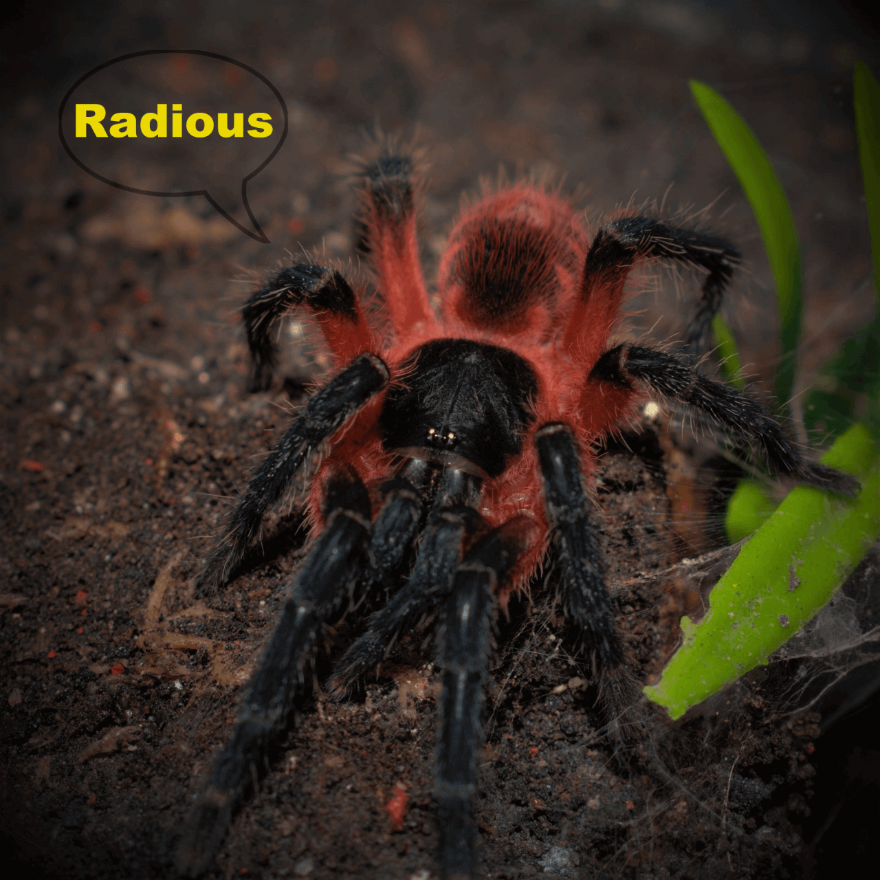 Lava Spider Expansion - Radious Submod + Tweaks + Fixes