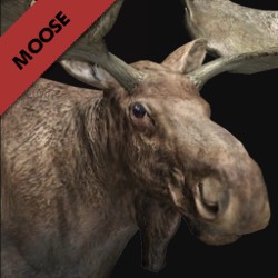 moose
