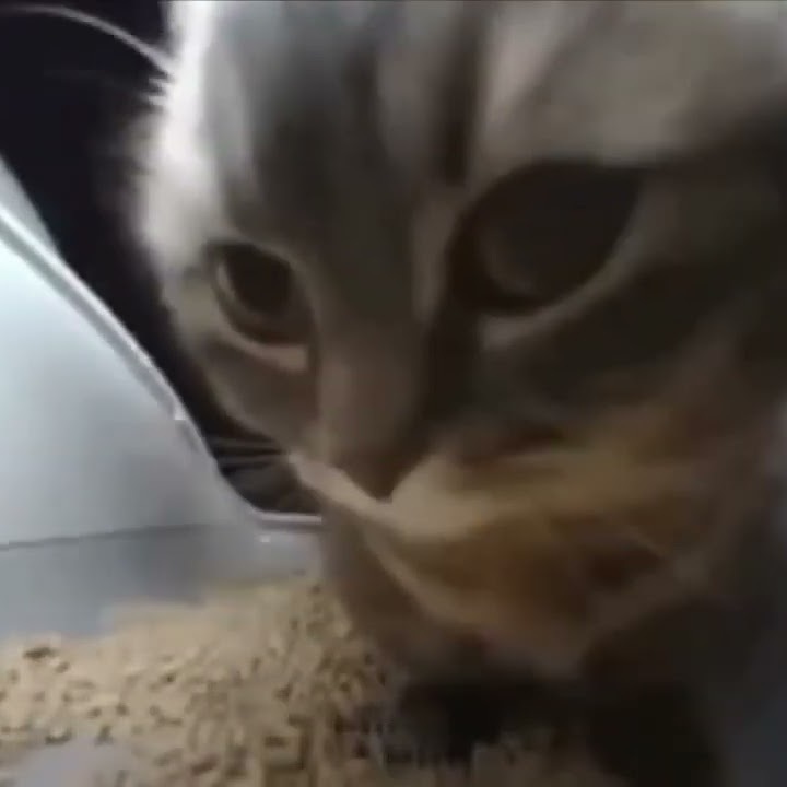 Chipi Chipi Chapa Chapa (Dubidubidu)