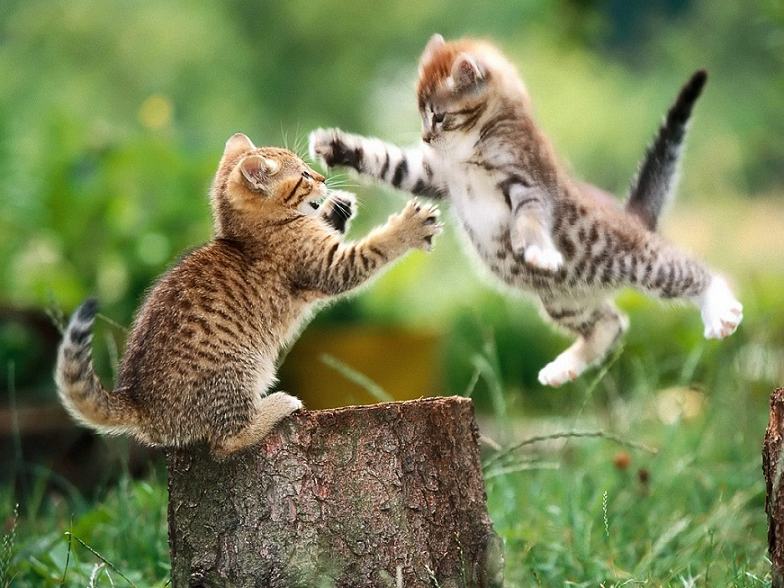 Skilled Animals & Megabeasts
