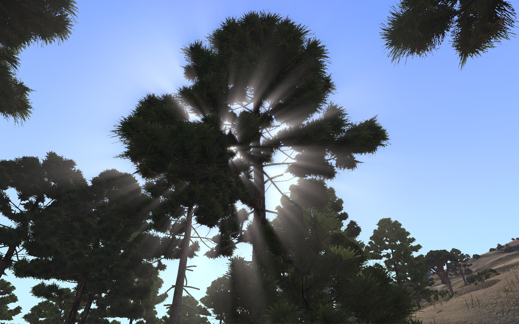 The_Forest