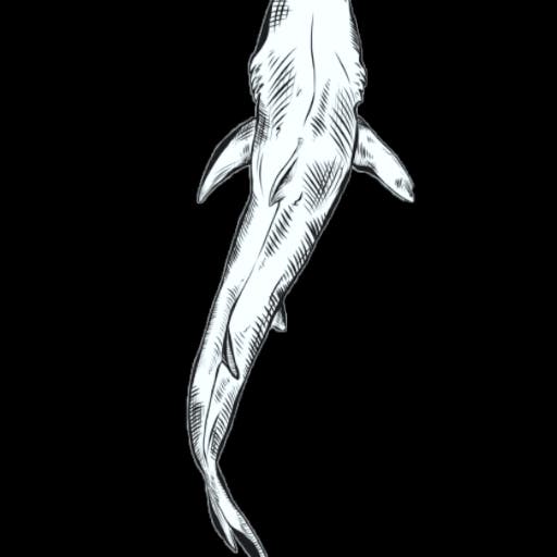Shark Whale 4