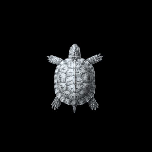 Turtle 2