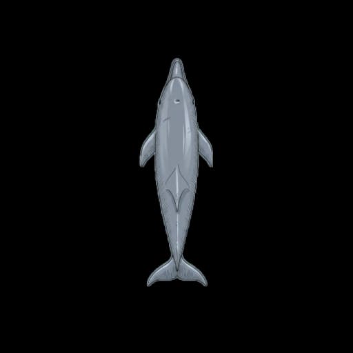 Dolphin 1