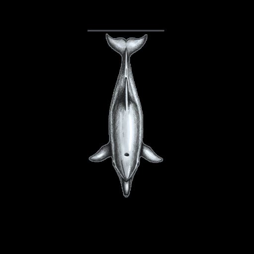 Dolphin 2