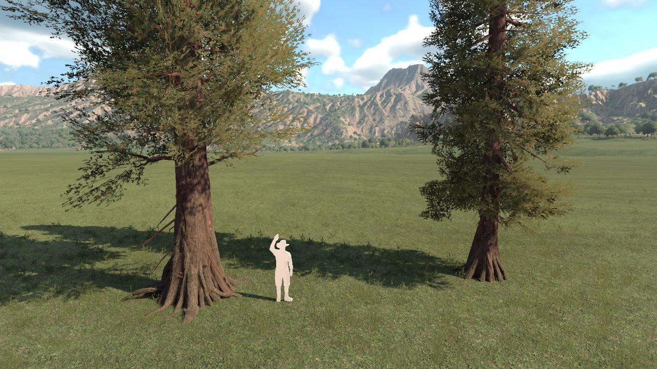 Metasequoia glyptostroboides