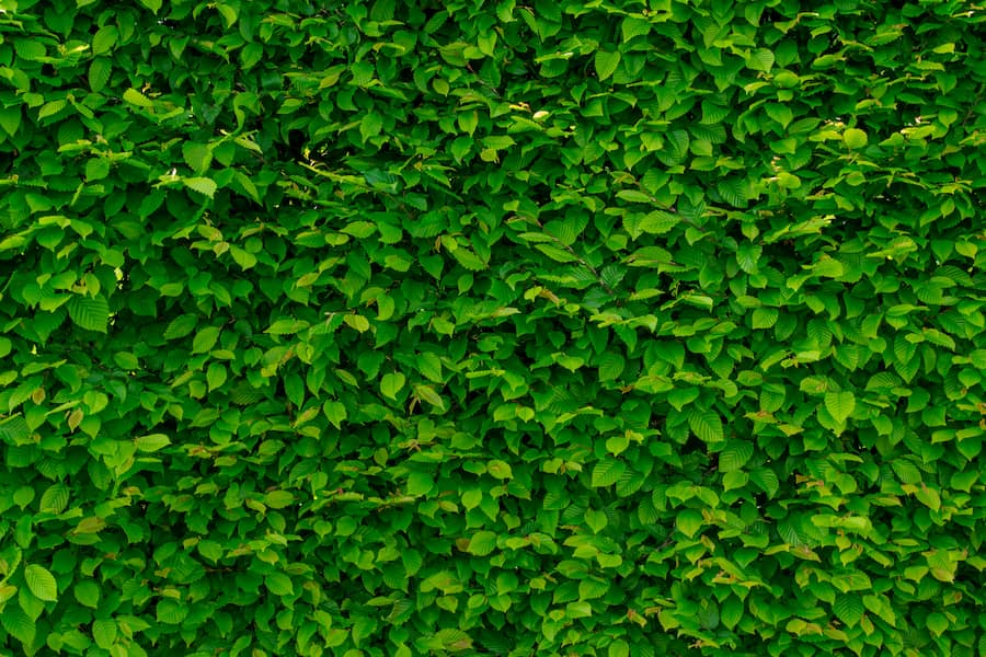 vegetal