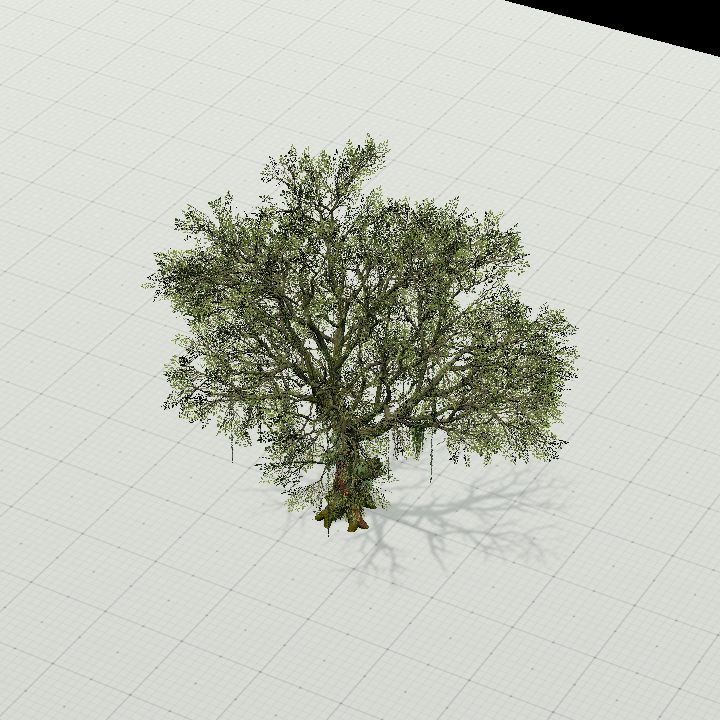 Tree with Spanish Moss