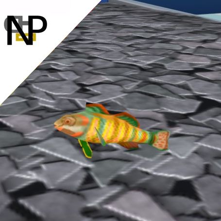 Nerdy Penguin Aquatics - Darters