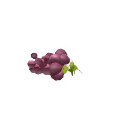 Grapes - Red