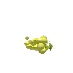 Grapes - Green