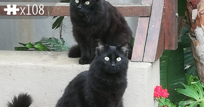 Fluffy black cats