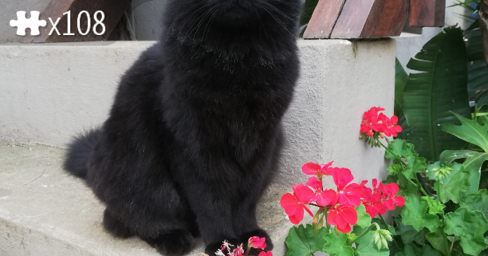 Fluffy black cat