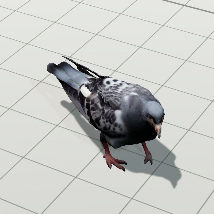 Scraggedy Anne the pigeon