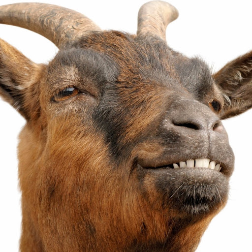 Super Ripped Goat