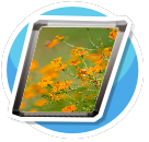 Blossoms 2