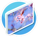 Cherry Blossoms