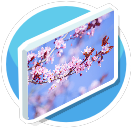 Cherry Blossoms 2