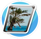 Palms
